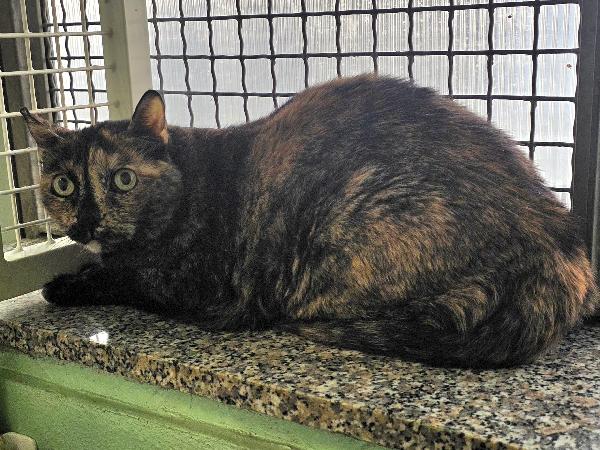 PEPITA GATTINA SQUAMA TARTARUGA Foto 5